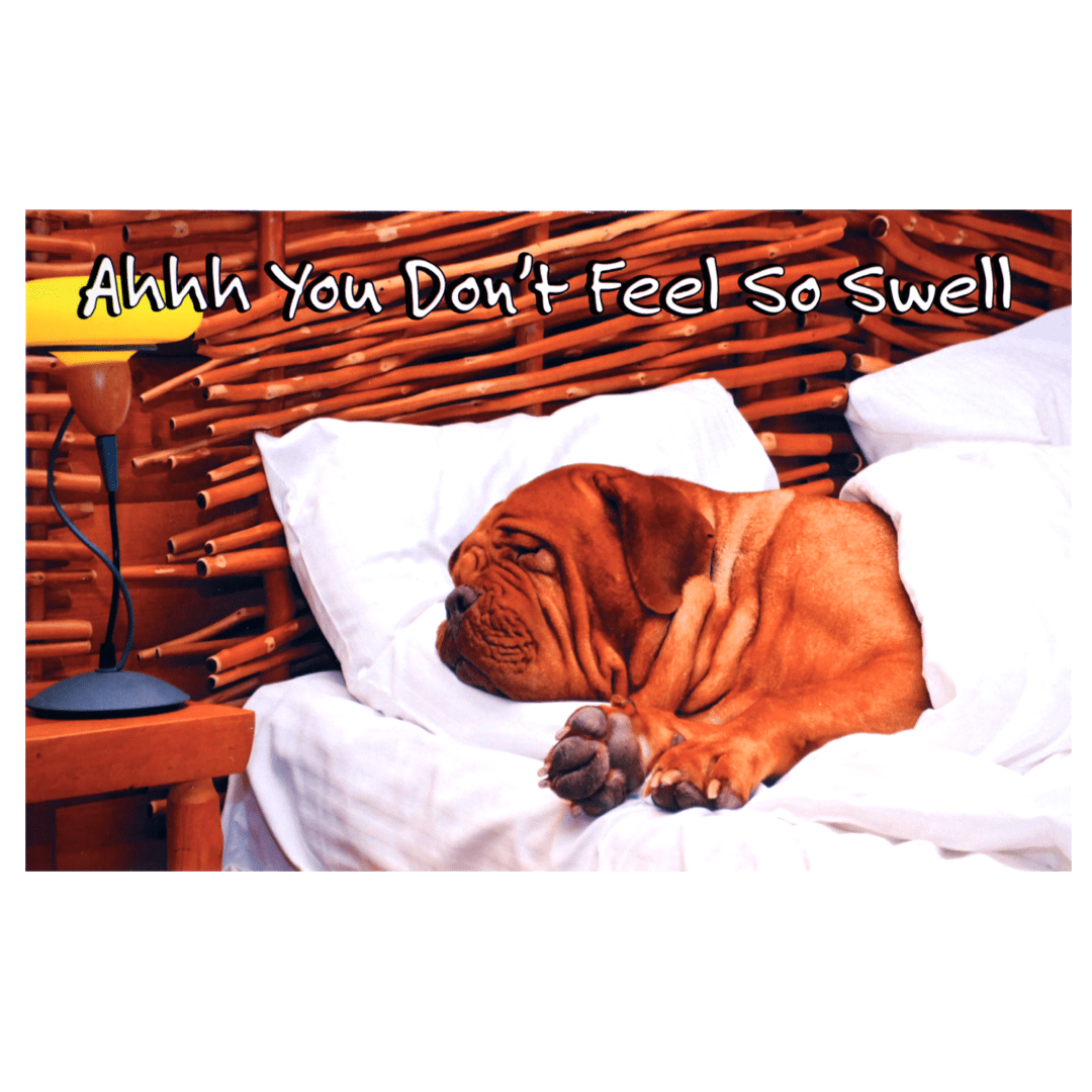 A dog is sleeping on the bed with pillows.
