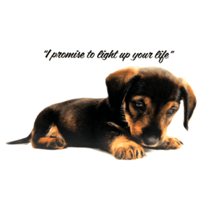 A puppy is laying down with the words 