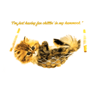 A cat laying in a hammock with the caption 