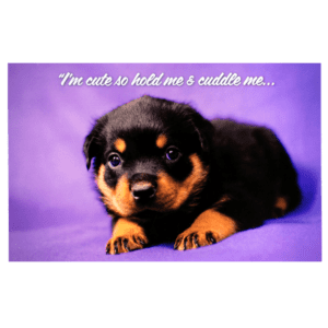 A puppy is sitting on the ground with its head down.
