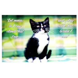 A cat sitting on top of a bench with the words 