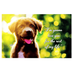 A brown dog with a pink tongue and a quote.