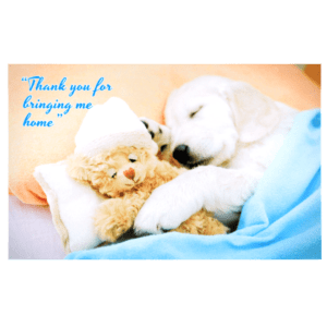 A dog and teddy bear snuggling on the bed.