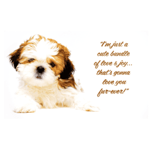 A puppy with a quote about love.
