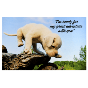 A puppy is climbing on top of a log.
