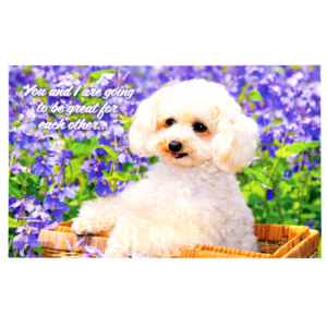 A white dog sitting in front of purple flowers.