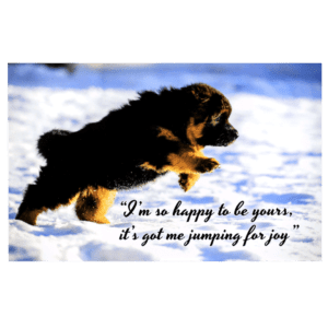 A dog jumping in the air with a quote.