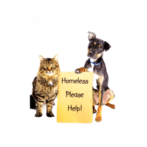 A dog and cat holding a sign that says homeless please help.