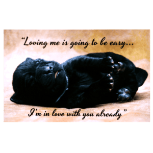 A black cat laying on its back with the words 