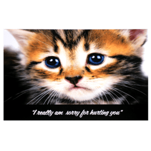 A cat with blue eyes and a quote.