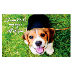 A dog with a smile on its face and the words 
