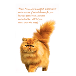 A cat with a quote on it