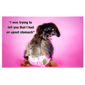 A dog sitting in front of a pink wall.