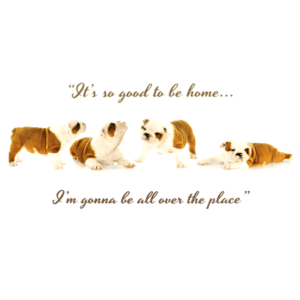 A group of dogs laying down with the words 