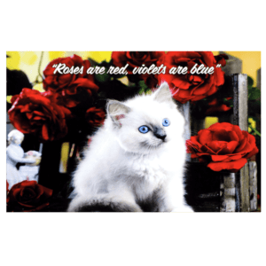 A white kitten sitting in front of red roses.