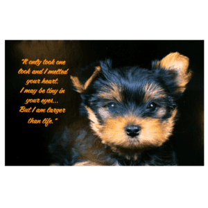 A puppy with a quote on it.