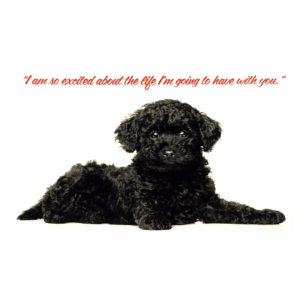 A black dog sitting on top of grass.