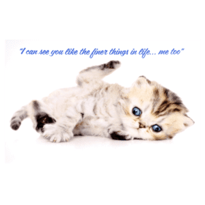 A kitten is laying on its back with the words 