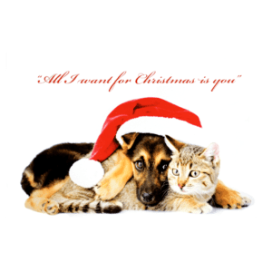 A cat and dog are wearing santa hats.