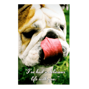 A bulldog with its tongue hanging out.