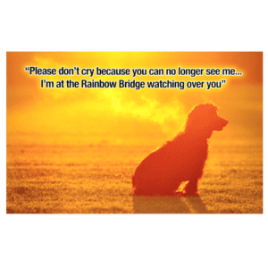 A dog sitting in the grass with a sunset behind it.
