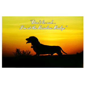 A dog standing in front of the sunset with a quote.