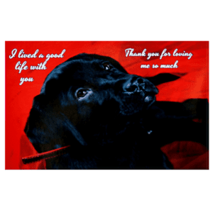 A black dog with red background and words