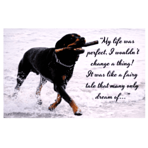 A dog with a stick in its mouth and the words 
