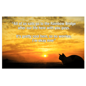 A cat sitting on the ground in front of a sunset.
