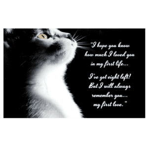 A cat with a quote on it's face.