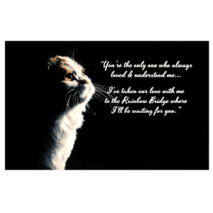 A cat with a quote on it's back.