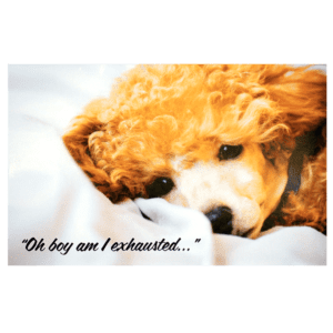 A dog laying on top of a bed with the words 