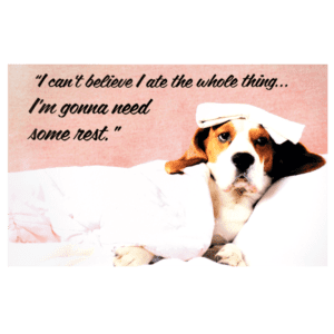 A dog laying on top of a bed with a pillow.