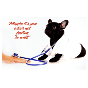 A cat wearing a stethoscope and holding a blue stethoscope.