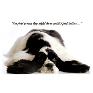A dog laying on its back with the caption 