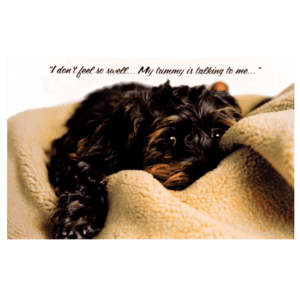 A dog laying on top of a blanket.