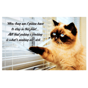 A cat sitting on top of a window sill.