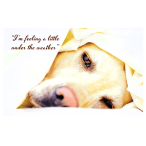 A dog with its head under the blanket.