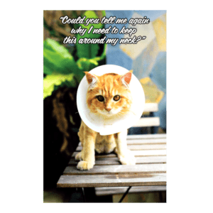 A cat wearing a cone on its head.