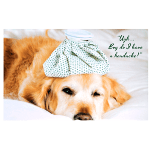A dog with a hat on its head.