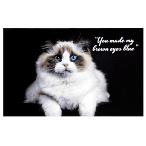 A cat with blue eyes sitting on top of a table.