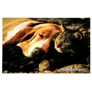 A dog and cat laying on the ground together.