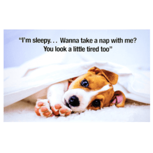 A dog is laying under the covers with its paw on it's head.