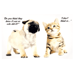 A pug dog and a cat are sitting next to each other.