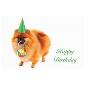 A dog with a birthday hat on its head.
