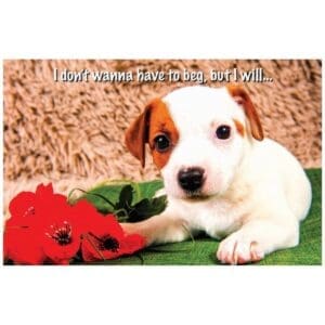 A puppy sitting on top of a blanket next to flowers.