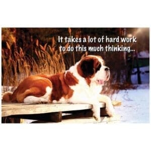 A dog sitting on top of a wooden dock.