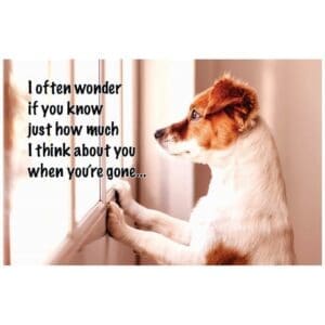 A dog sitting on top of a window sill.