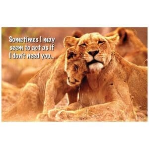 A couple of lions are sitting in the grass